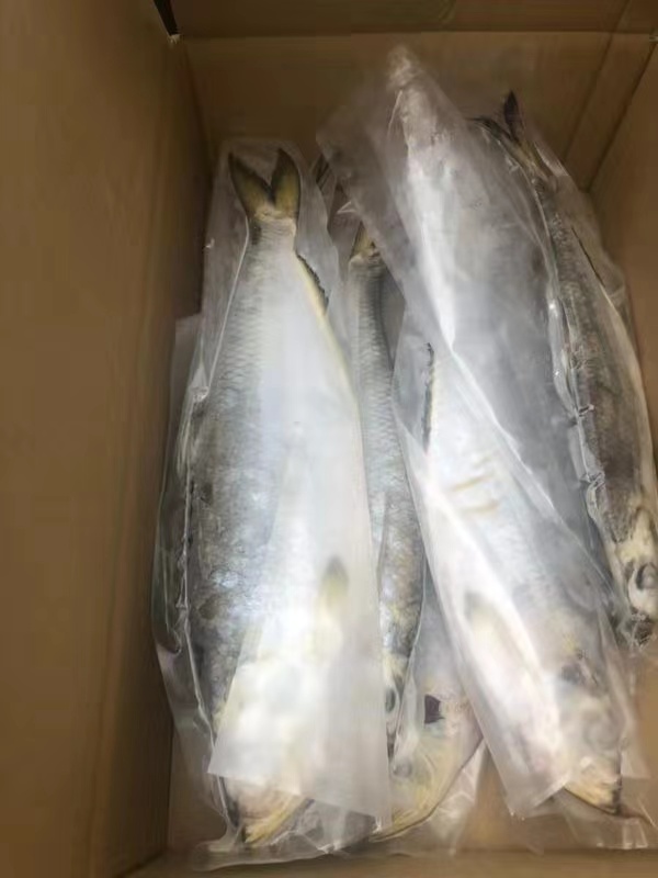 鳓魚3